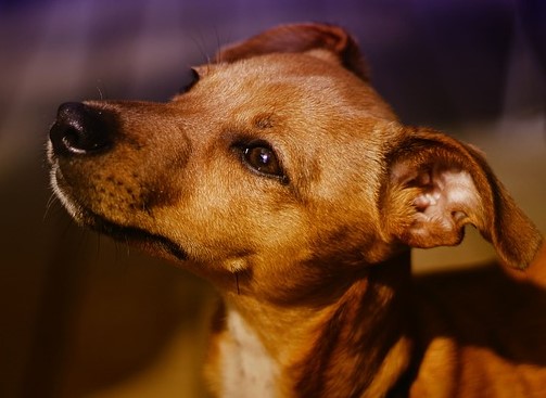 A ALIMENTAÇÃO NATURAL PARA CÃES?