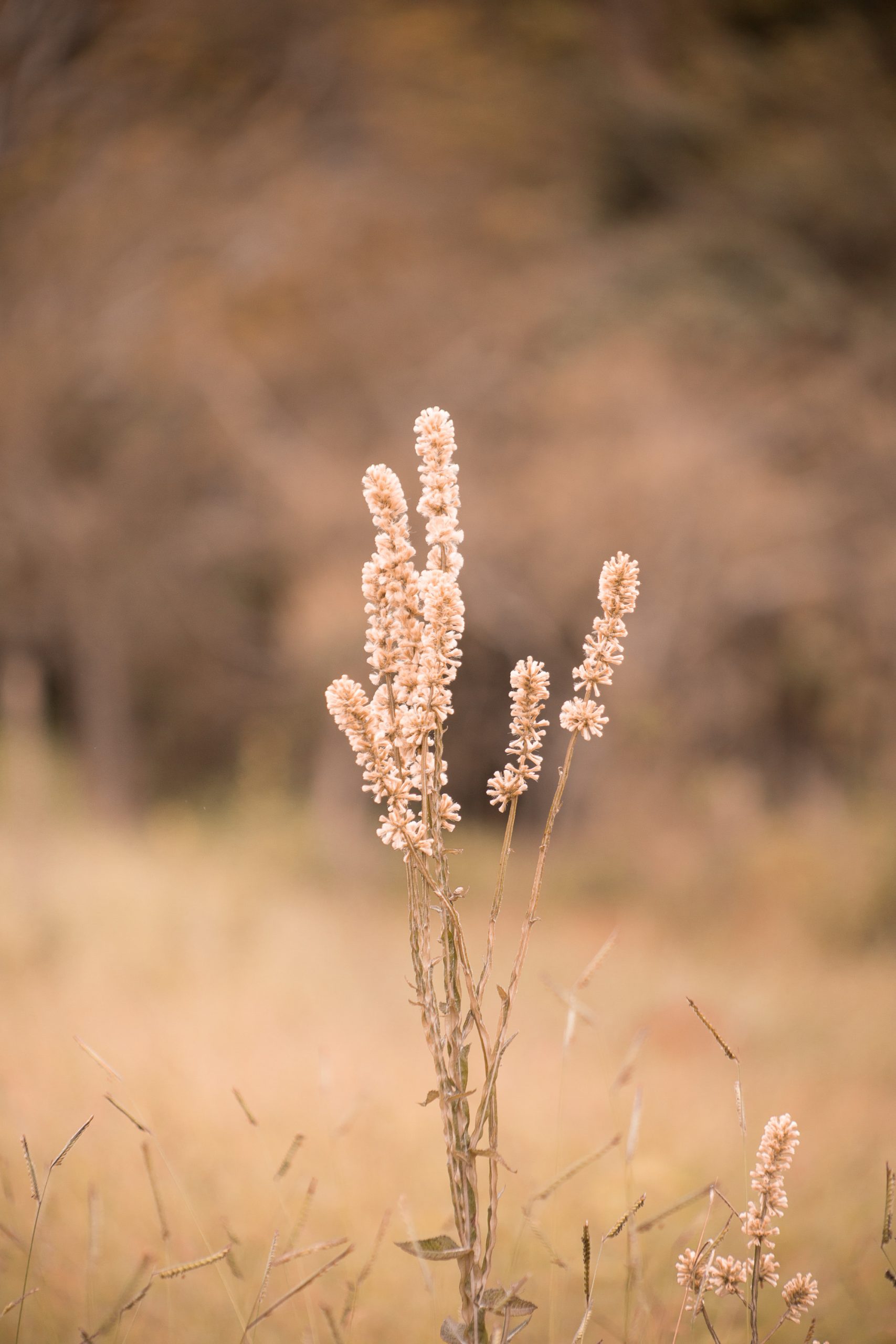 DIA PRIMEIRO DE MAIO